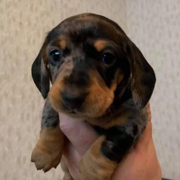 Oliver Male Dachshund Puppy for Sale Kentucky