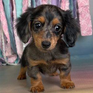 Bella Female Dachshund Puppy for Sale in Oklahoma