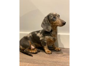 Maximus Dachshund Puppy for Sale los Angeles