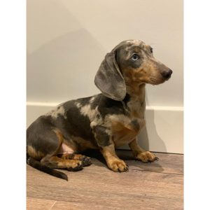 Maximus Dachshund Puppy for Sale los Angeles