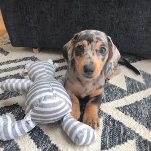 Luna Female Dachshund Puppy For Sale Alabama