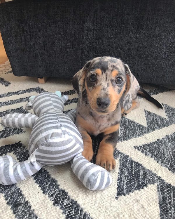 Luna Female Dachshund Puppy For Sale Alabama