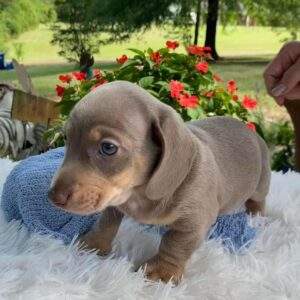 Jasper Male Dachshund Puppy for Sale in Texas