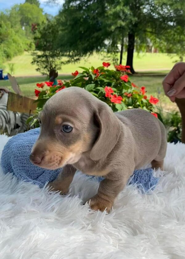 Jasper Male Dachshund Puppy for Sale in Texas