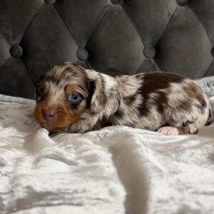 Ruby Female Dachshund Puppy for sale in New York