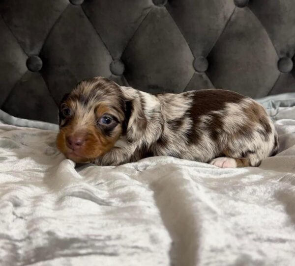 Ruby Female Dachshund Puppy for sale in New York