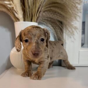 Daisy Female Dachshund Puppy for sale in Florida