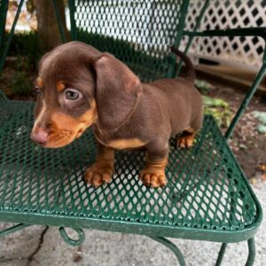 Rosie Female Dachshund Puppy for Sale in Arizona