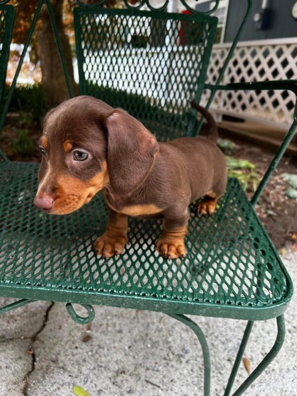 Rosie Female Dachshund Puppy for Sale in Arizona